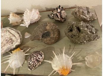 Collection Of Seashells, Quartz, Fossils, Pyrite, Abalone & Spiny Oyster Shell