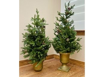 Duo Of Christmas Trees On Pots