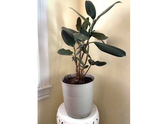 Healthy Live Rubber Plant With New Growth In Plastic Pot