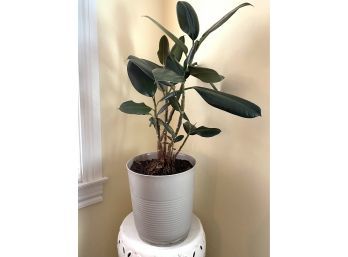 Healthy Live Rubber Plant With New Growth In Plastic Pot