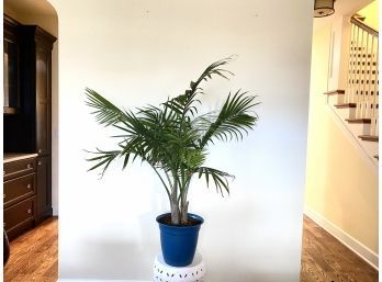 Very Healthy And Tall Live Palm (just Plant Is 42' Tall!)