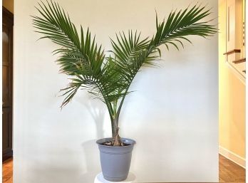 Very Healthy And Tall Live Palm In Gray Pot (Just Plant Is 42' Tall!)