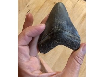 Shark Tooth Fossil