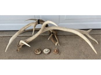 Collection Of Antlers