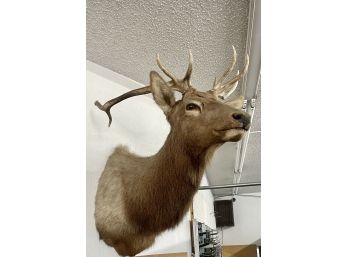 Non-Typical Mounted Elk