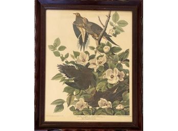 Carolina Pigeon Or Turtle Dove Botanical Illustration From John J. Audobon Provided By Harry Newman