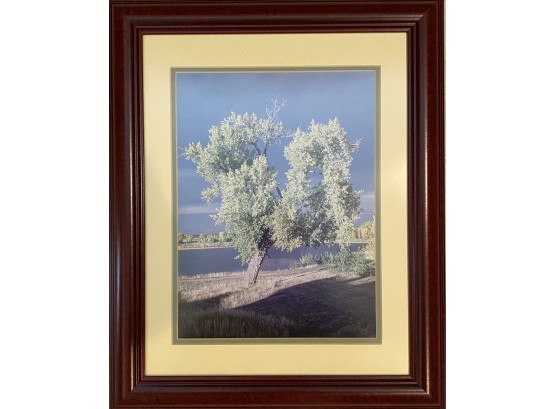 Photo Of Tree In Wood Frame And Yellow And Sage Colored Matting