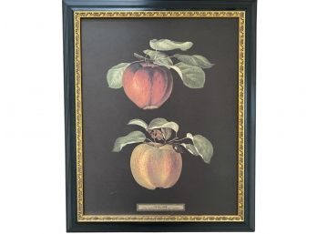 GEORGE BROOKSHAW (1751-1823) (AFTER) LARGE FRAMED FRUIT PRINT LXXIX Featuring Pommes