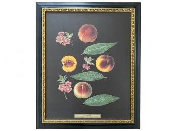 GEORGE BROOKSHAW (1751-1823) (AFTER) LARGE FRAMED FRUIT PRINT Plate XXXII Featuring  Botanicals & Fruit