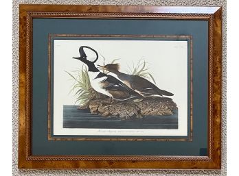 Beautifully Matted And Framed Hooded Merganser J.J. Audubon Print