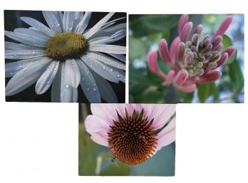 Set Of 3 Limited Edition Floral Photographic Prints By Heartwoman Photography Signed Sharon Meriash