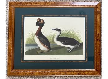 Beautifully Matted And Framed Horned Grebe J.J. Audubon Print