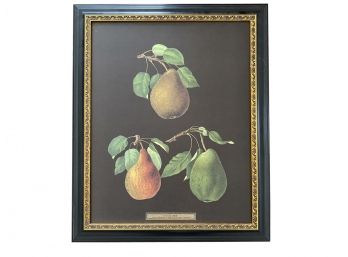 GEORGE BROOKSHAW (1751-1823) (AFTER) LARGE FRAMED FRUIT PRINT LXXXIL Grouping Of Pearls