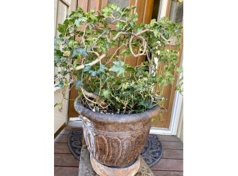 Live Healthy Ivy Plant