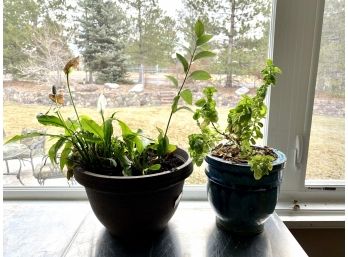 Basil And Peace Lily Plants