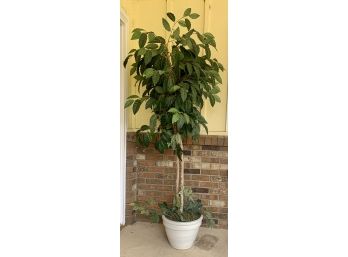 Large Faux Tree In White Planter