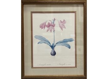 Amaryllis Reticulata Print