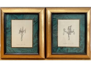 Two Plant Sketches In Green And Gold Toned Frames