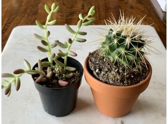Two Small Succulents