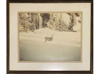 Buck In Snow Framed Photo