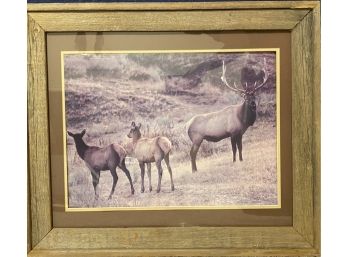 Deer Family Framed Picture