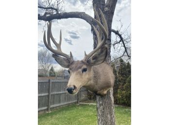 Taxidermy Deer Shoulder Mount (3/3)