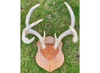 Wall Mounted Antlers On Wooden Mount
