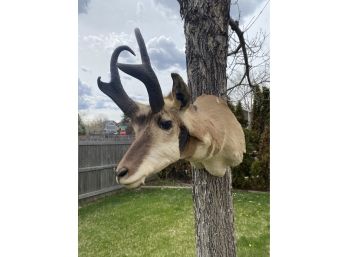 Taxidermy Antelope Shoulder Mount