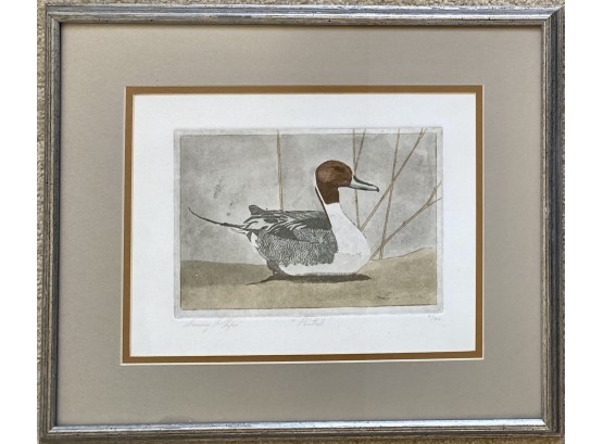 Signed And Numbered Pintail Duck Ink And Watercolor On Paper