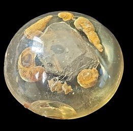 Antique,  Fossils Set In Lucite Dome Paperweight