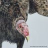 Jane Luedicke Turkey Vulture Giclee Print #1/25