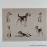 Signed Original Etching By Diana Thorne Titled Airedale
