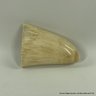 Substantial Marine Ivory Sperm Whale Tooth With Sailing Ship Scrimshaw