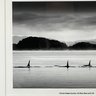 The Wild Bunch- Port Hardy 2011 Signed Original Photograph  (Local Pick Up Or UPS Store Ship Only)