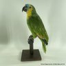 Vintage Taxidermy Blue Fronted Amazon Parrot On Wooden Perch (LOCAL PICKUP OR UPS STORE SHIP ONLY)