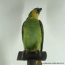 Vintage Taxidermy Blue Fronted Amazon Parrot On Wooden Perch (LOCAL PICKUP OR UPS STORE SHIP ONLY)
