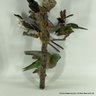 Antique Taxidermy Mixed Flock Of Birds Including A Hummingbird, Parakeet & A Jacamar (LOCAL PICKUP OR UPS STOR