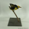Vintage Taxidermy Eurasian Golden Oriole Mounted On A Branch (LOCAL PICKUP OR UPS STORE SHIP ONLY)