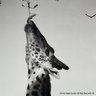 Lauren Easley Photograph Giraffe
