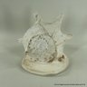 Large 8 Inch Conch Shell