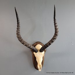 Vintage Impala Skull European Mount (LOCAL PICKUP OR UPS STORE SHIP ONLY)