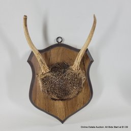 Vintage Top Skull Black-Tail Deer Mount
