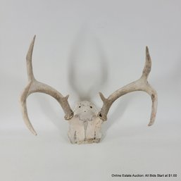 Vintage Skull Top Antlers
