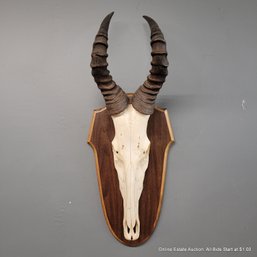 Blue Wildebeest Skull Mounted On Wall Plaque (LOCAL PICK UP ONLY)