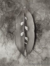 Ken Smith Exposed Snow Peas Ed. 2/25 Carbon Pigment Ink On Paper