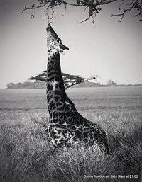 Lauren Easley Photograph Giraffe