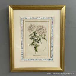 Vintage Botanical Lithograph Of Verbena Princess Marianne