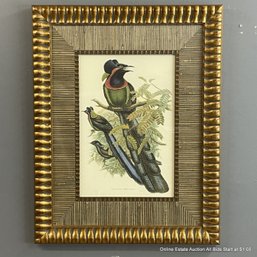 Offset Lithograph Of Bird In Frame With Grass Cloth Mat Titled Astrapia Nigra By John Gould