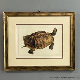 Framed And Matted Offset Lithograph Of Tortoise Emys Spinosa By Thomas Bell