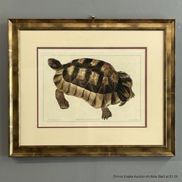 Framed And Matted Offset Lithograph Of Tortoise